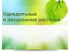 Однодольные и двудольные растения