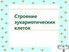 Строение эукариотических клеток