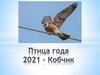 Птица года 2021 года – Кобчик