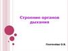 Строение органов дыхания