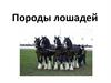 Породы лошадей