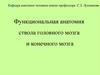 Функциональная анатомия ствола головного мозга и конечного мозга