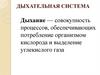 Дыхательная система