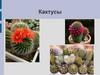 Кактусы. Виды кактусов