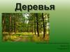 Деревья. Для детей 5-7 лет (детский сад Совёнок, Ярославль)