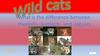 Wild cats. Part 2