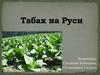 Табак на Руси