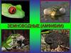 Земноводные (амфибии)