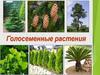 Голосеменные растения