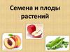 Семена и плоды растений