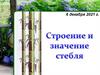 Строение и значение стебля