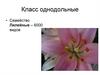 Класс Однодольные