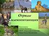 Отряды млекопитающих