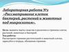 Различия прокариот и эукариот. Лабораторная работа