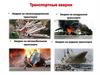 Транспортные аварии
