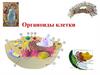 Органоиды клетки