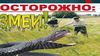 Осторожно: змеи!