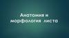 Анатомия и морфология листа