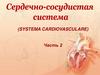 Сердечно-сосудистая система человека