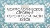 Морфологическое строение коронковой части зубов
