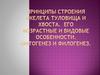 Принципы строения скелета и хвоста у животных