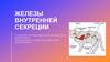 Железы внутренней секреции