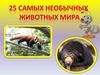 25 самых необычных животных мира