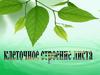 Клеточное строение листа. Видоизменение листьев