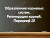 Образование корневых систем. Регенерация корней. Параграф 13