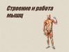Строение и работа мышц