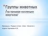 Группы животных