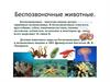 Беспозвоночные животные