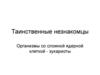 Таинственные незнакомцы. Организмы со сложной ядерной клеткой - эукариоты