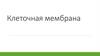 Клеточная мембрана. 10 класс