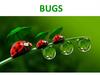 Bugs