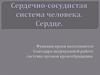 Сердечно-сосудистая система человека. Сердце