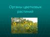 Органы цветковых растений