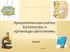 Эукариотическая клетка. Цитоплазма и органоиды цитоплазмы. (10 класс)
