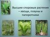 Высшие споровые растения – хвощи, плауны и папоротники