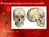 Формирование черепа