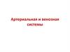 Артериальная и венозная системы