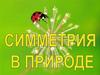 Симметрия