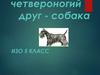 Наш четвероногий друг - собака