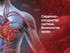 Сердечно-сосудистая система и физиология крови