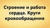 Строение и работа сердца. Круги кровообращения