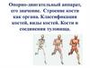 Опорно - двигательный аппарат, его значение. Строение кости как органа