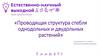Проводящая структура стебля однодольных и двудольных растений