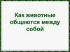 Как животные общаются между собой
