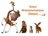 Класс млекопитающие (Звери)