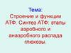 Строение и функции АТФ. Синтез АТФ: этапы аэробного и анаэробного распада глюкозы